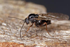 Neuroterus quercusbaccarum / Eichenlinsengallwespe / Gallwespen - Cynipidae / Ordnung: Hautflgler - Hymenoptera