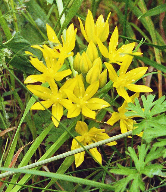 Allium moly / Gold-Lauch / Alliaceae / Lauchgewächse (= Liliaceae / Liliengewächse s.L.)