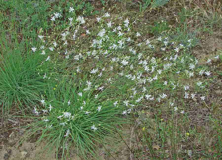 Anthericum ramosum / Rispige Graslilie (auch Ästige Graslilie) / Habitus / Antheriaceae / Grasliliengewächse