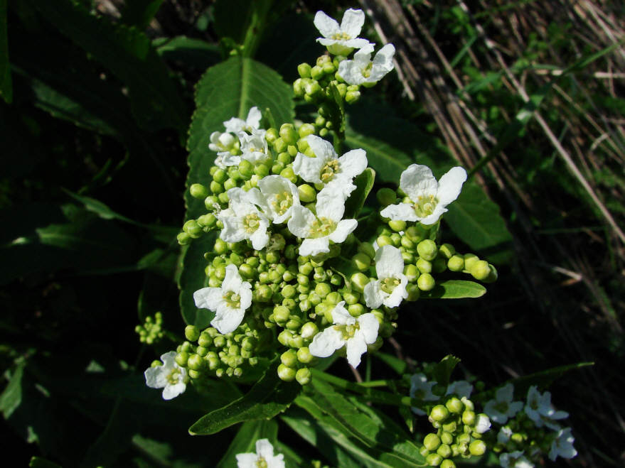 Armoracia rusticana, Gewöhnlicher Meerrettich / Brassicaceae / Kreuzblütengewächse / Die Wurzeln sind eßbar ("Meerrettichsauce")