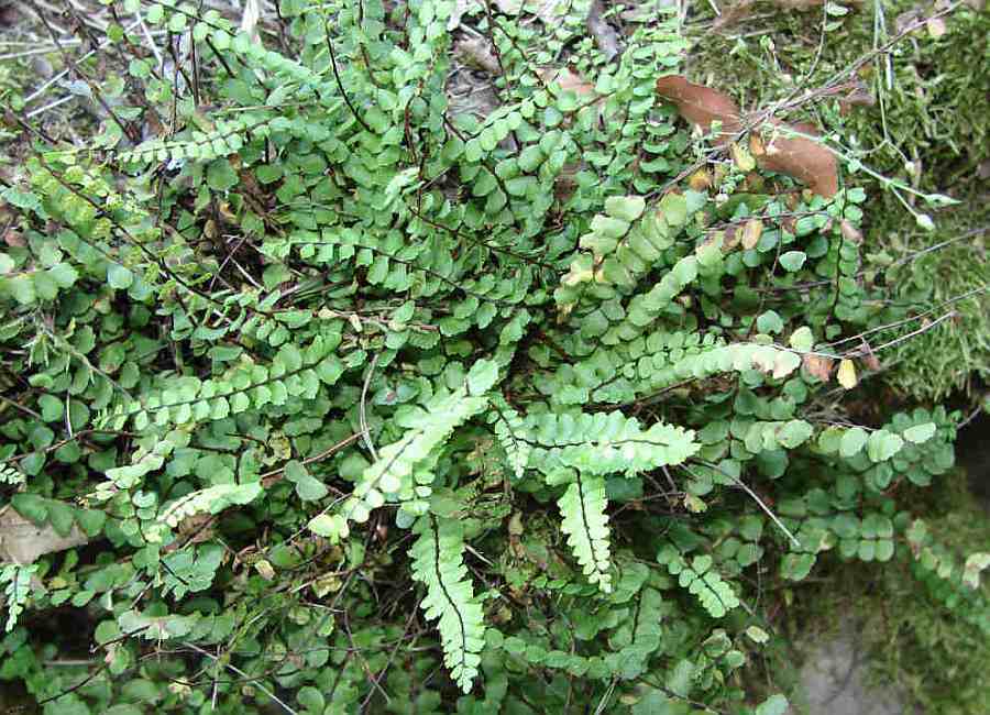 Asplenium trichomanes / Gewöhnlicher Brauner Streifenfarn / Aspleniaceae / Streifenfarngewächse