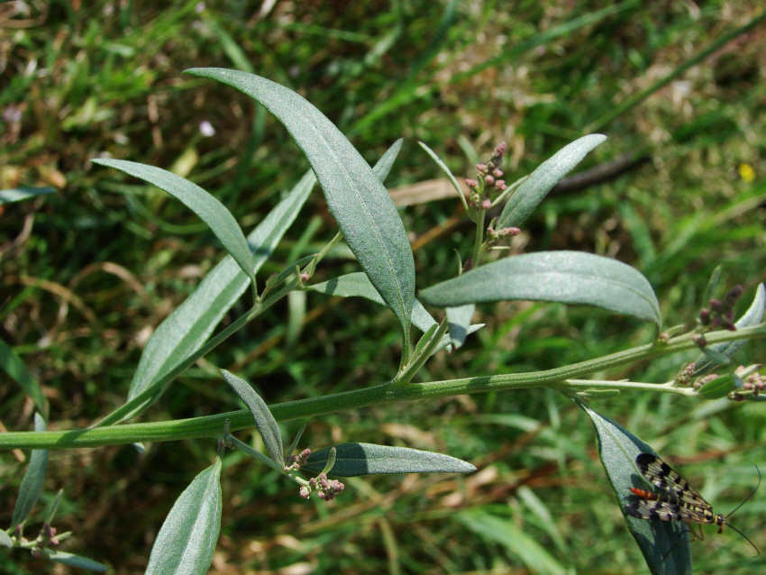 Atriplex oblongifolia / Langblättrige Melde / Stängelblätter / Chenopodiaceae / Gänsefußgewächse