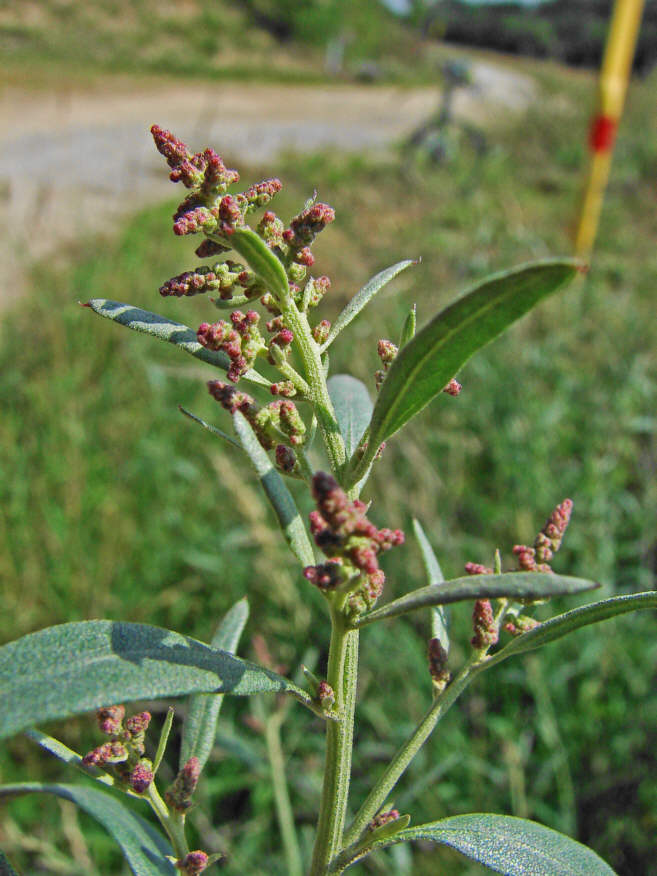 Atriplex oblongifolia / Langblättrige Melde / Chenopodiaceae / Gänsefußgewächse