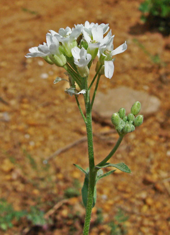 Berteroa incana / Graukresse / Brassicaceae / Kreuzblütengewächse