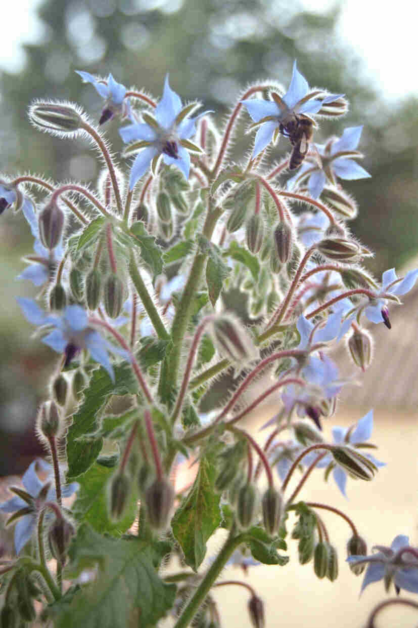 Borago officinalis / Borretsch / Gurkenkraut / Blauhimmelstern / Boraginaceae / Raublattgewächse