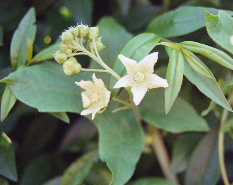 Bryonia dioica / Rote Zaunrübe / Cucurbitaceae / Kürbisgewächse / Vorsicht Giftpflanze!!