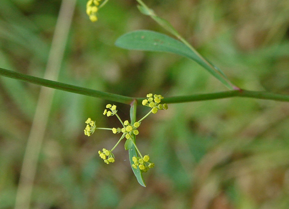 Bupleurum falcatum / Sichelblättriges Hasenohr / Apiaceae / Doldenblütengewächse