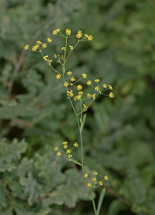 Bupleurum falcatum / Sichelblättriges Hasenohr / Apiaceae / Doldenblütengewächse