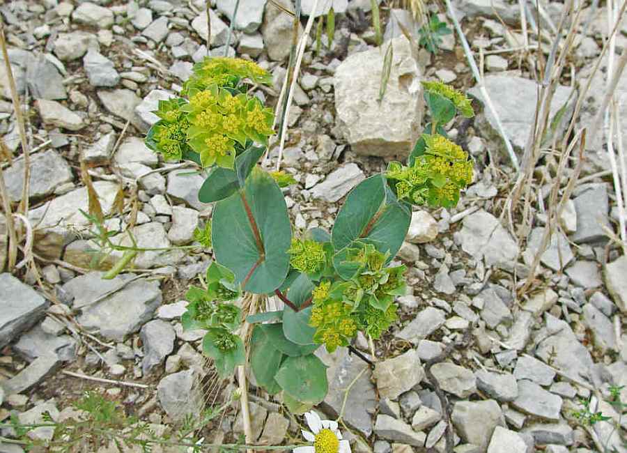 Bupleurum rotundifolium / Rundblättriges Hasenohr / Apiaceae / Doldenblütengewächse / Rote Liste 1!!!