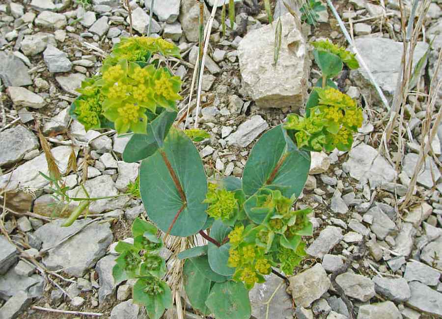 Bupleurum rotundifolium / Rundblättriges Hasenohr / Apiaceae / Doldenblütengewächse / Rote Liste 1!!!