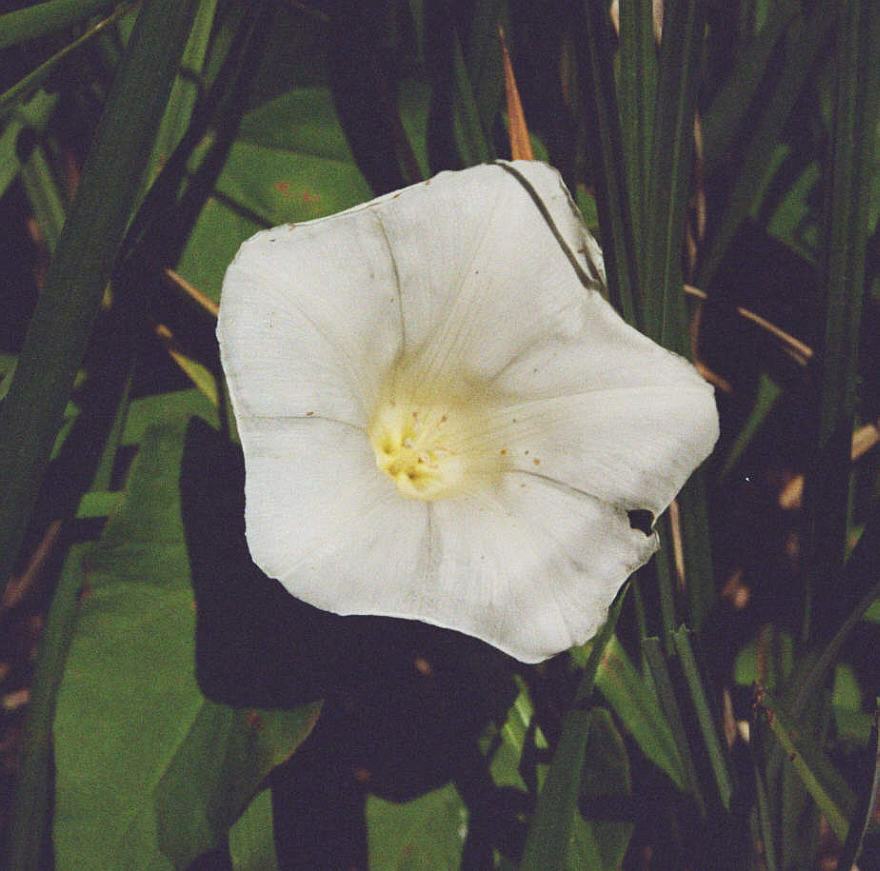 Calystegia sepium / Ufer-Zaunwinde / Convolvulaceae / Windengewächse 
