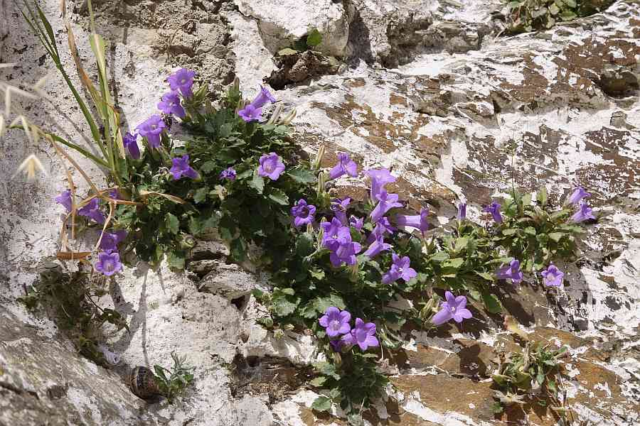 Campanula carpatha / Karpathos-Glockenblume / Glockenblumengewächse / Campanulaceae