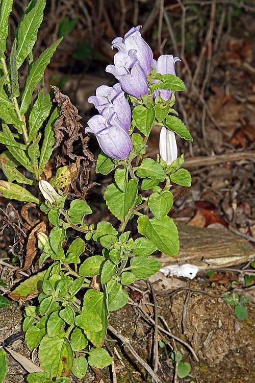 Campanula incurva / Griechische Glockenblume / Campanulaceae / Glockenblumengewächse