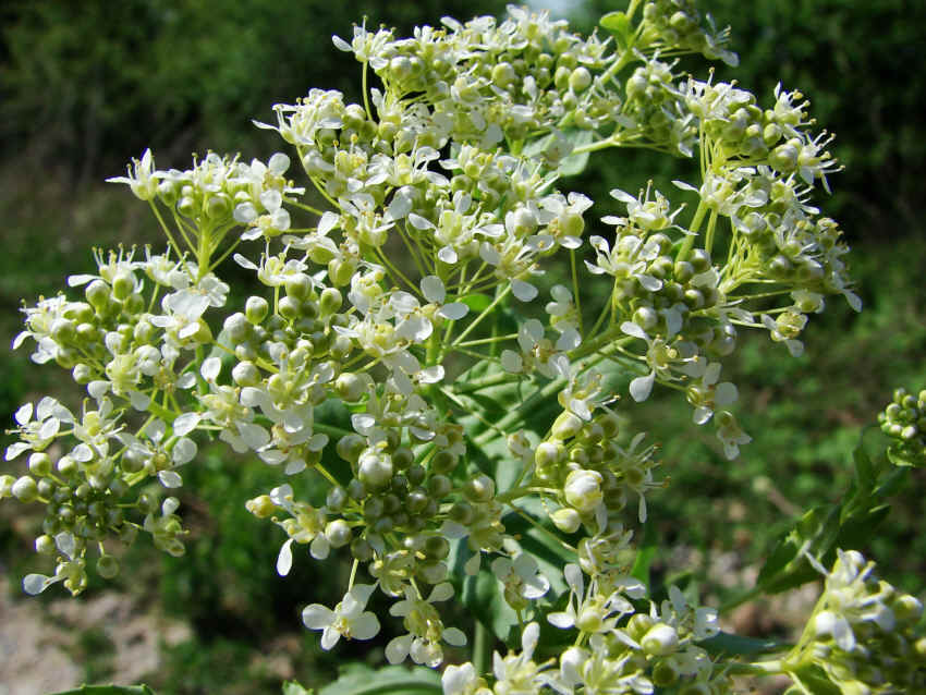 Cardaria draba / Gemeine Pfeilkresse / Blütenstand / Brassicaceae / Kreuzblütengewächse