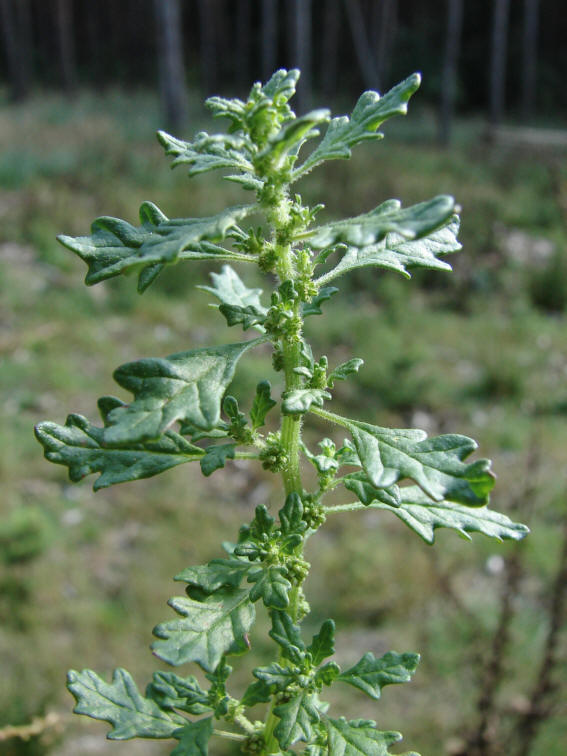 Chenopodium pumilio / Australischer Gänsefuß / Chenopdiaceae / Gänsefußgewächse / 