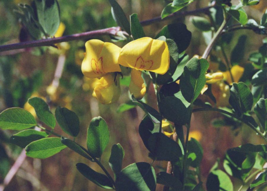 Colutea arborescens / Blasenstrauch / Fabaceae / Schmetterlingsblütengewächse