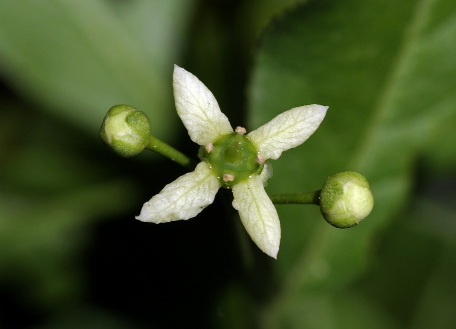 Euonymus europaea / Europäisches Pfaffenhütchen / Blüte / Celastraceae / Spindelbaumgewächse / Giftig! 