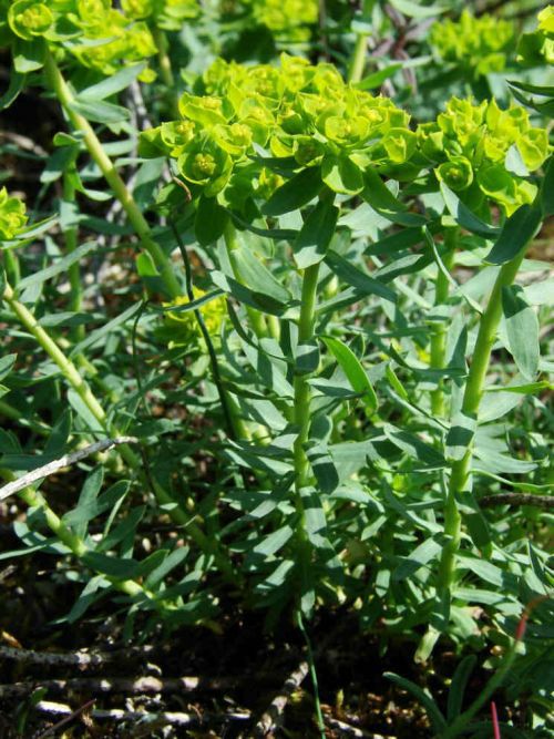 Euphorbia seguieriana / Steppen-Wolfsmilch / Euphorbiaceae / Wolfsmilchgewächse / Rote Liste 3 / Giftig
