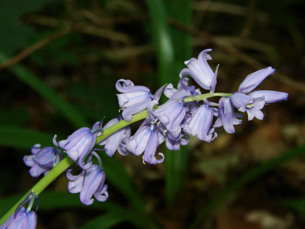 Hyacinthoides non-scripta / Atlantisches Hasenglöckchen / Hyacinthaceae / Hyazinthengewächse