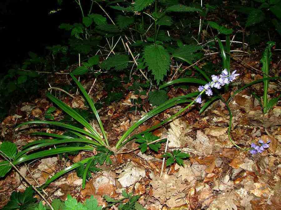 Hyacinthoides non-scripta / Atlantisches Hasenglöckchen / Hyacinthaceae / Hyazinthengewächse