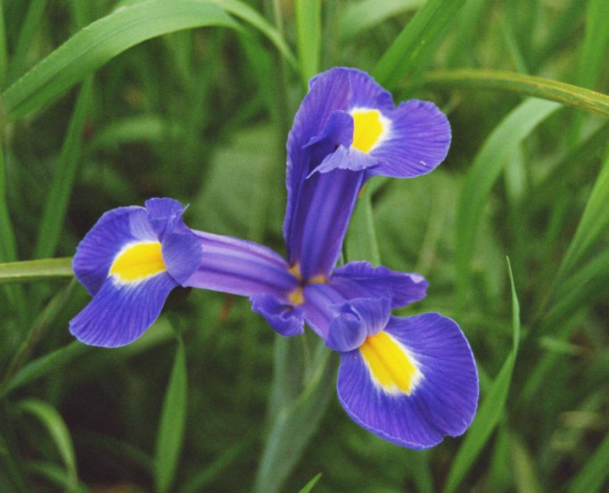 Iris spuria / Sumpfwiesen-Schwertlilie / Iridaceae / Schwertliliengewächse