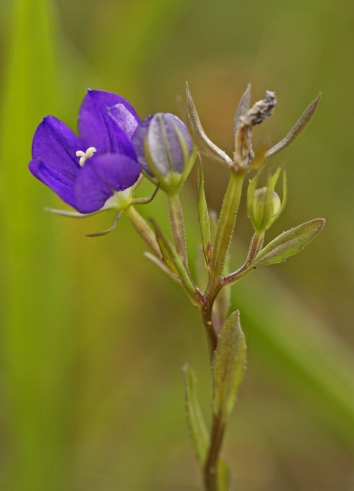 Legousia speculum-veneris / Echter Frauenspiegel / Venus-Frauenspiegel / Campanulaceae / Glockenblumengewächse