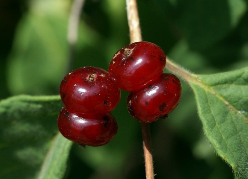 Lonicera xylosteum / Rote Heckenkirsche / Caprifoliaceae / Geißblattgewächse 