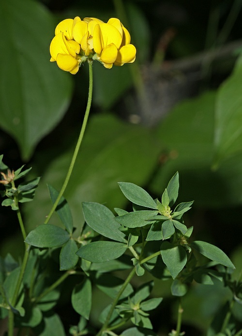 Lotus corniculatus / Gemeiner Hornklee / Fabaceae / Schmetterlingsblütengewächse