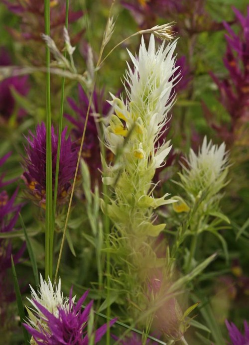 Melampyrum arvense / Acker-Wachtelweizen / Scrophulariaceae / Braunwurzgewächse / gelbe Farbvariante