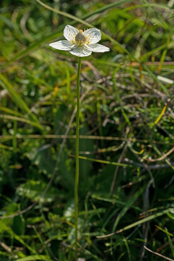 Parnassia palustris / Sumpf-Herzblatt / Celastraceae / Spindelbaumgewächse