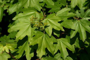 Acer campestre / Feld-Ahorn / Aceraceae / Ahorngewächse - neuerdings wohl zu den Seifenbaumgewächse / Sapindaceae gestellt 
