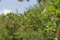 Acer monspessulanum / Französischer Ahorn / Aceraceae / Ahorngewächse / Sapindaceae - Seifenbaumgewächse