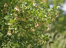 Acer monspessulanum / Französischer Ahorn / Aceraceae / Ahorngewächse / Sapindaceae - Seifenbaumgewächse