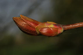 Acer platanoides / Spitzahorn / Aceraceae / Ahorngewächse - neuerdings wohl zu den Seifenbaumgewächse / Sapindaceae gestellt 