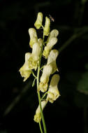 Aconitum lycoctonum / Wolfs-Eisenhut / Gelber Eisenhut / Ranunculaceae / Hahnenfußgewächse