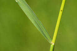Wiesen-Fuchsschwanz / Alopecurus pratensis / Poaceae / Süßgräser (oberes Stängelblatt)