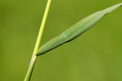Wiesen-Fuchsschwanz / Alopecurus pratensis / Poaceae / Süßgräser (mittleres Stängelblatt)