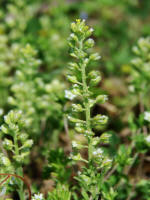 Alyssum alyssoides / Kelch-Steinkraut /  Brassicaceae / Kreuzblütengewächse