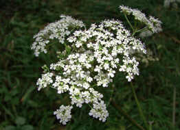 Anthriscus sylvestri / Wiesen-Kerbel / Apiaceae / Doldenbltengewchse / Zu verwenden wie Garten-Kerbel