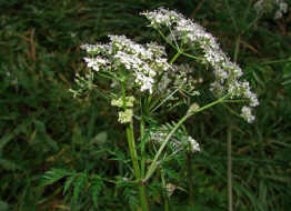 Anthriscus sylvestri / Wiesen-Kerbel / Apiaceae / Doldenbltengewchse / Zu verwenden wie Garten-Kerbel