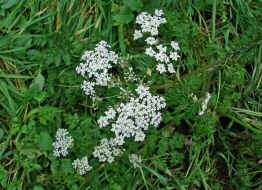 Anthriscus sylvestri / Wiesen-Kerbel / Apiaceae / Doldenbltengewchse / Zu verwenden wie Garten-Kerbel