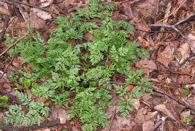 Anthriscus sylvestri / Wiesen-Kerbel / Apiaceae / Doldenbltengewchse / Zu verwenden wie Garten-Kerbel