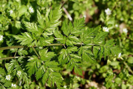 Anthriscus sylvestri / Wiesen-Kerbel / Apiaceae / Doldenbltengewchse / Zu verwenden wie Garten-Kerbel