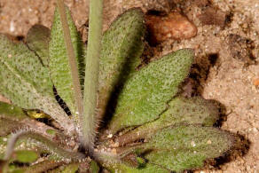 Arabidopsis thaliana / Acker-Schmalwand / Brassicaceae / Kreuzblütengewächse