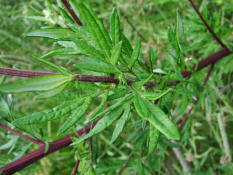 Artemisia vulgaris / Gewöhnlicher Beifuß / Asteraceae / Korbblütengewächse