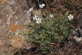 Atocion rupestre (syn. Silene rupestris) / Felsen-Nelkenleimkraut / Caryophyllaceae / Nelkengewächse