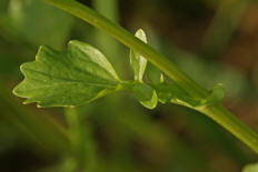 Barbarea vulgaris / Gewöhnliches Barbarakraut / Brassicaceae (Stängelblatt) / Kreuzblütengewächse
