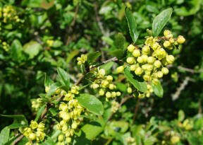 Berberis vulgaris / Gewöhnliche Berberitze / Sauerdorn / Berberidaceae / Sauerdorngewächse (Karlstadt)
