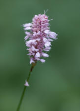 Bistorta officinalis / Schlangen-Wiesenknterich (syn. Polygonum bistorta) / Polygonaceae / Knterichgewchse