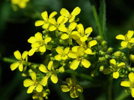 Bunias orientalis / Orientalisches Zackenschtchen / Brassicaceae / Kreuzbltengewchse